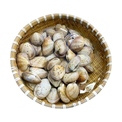 Ngao Hai Cồi Sống